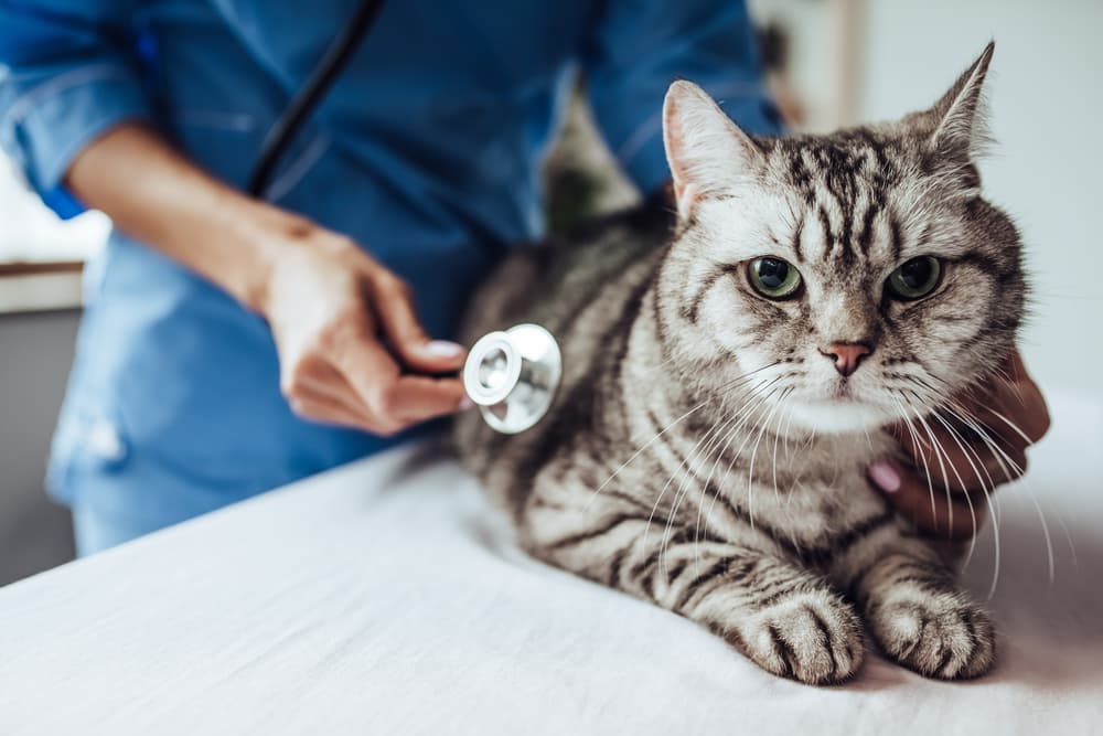 vet treating a cat with hyperthyroidism