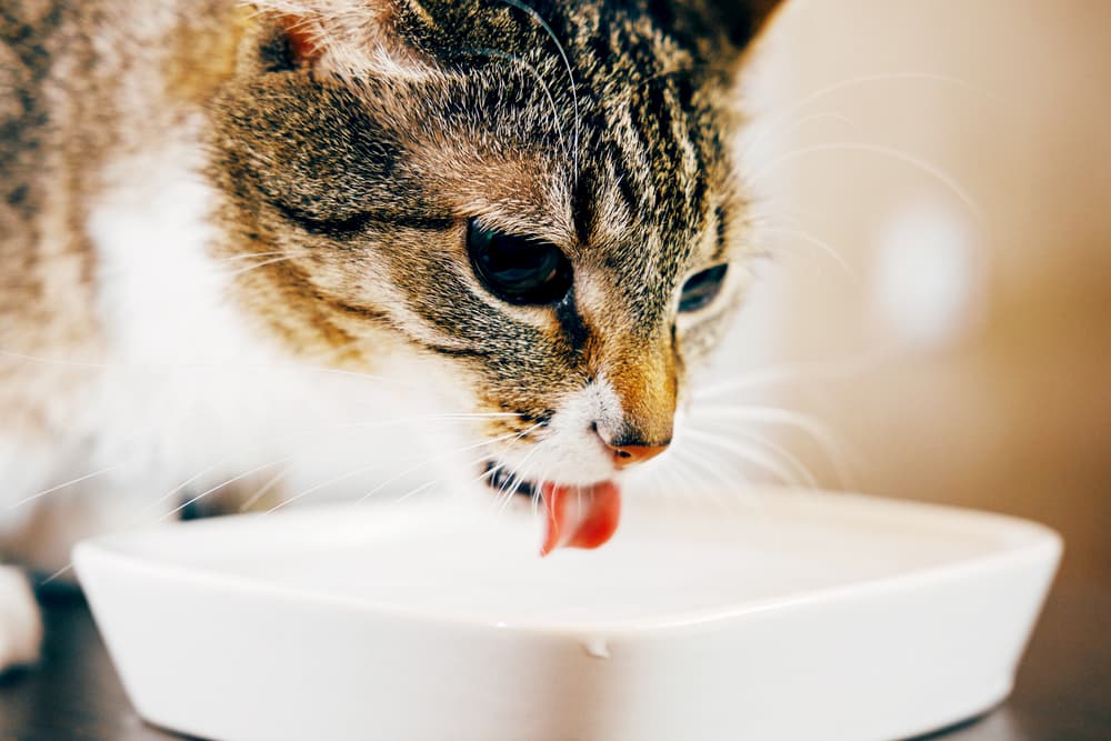 Cat drinking water from bowl