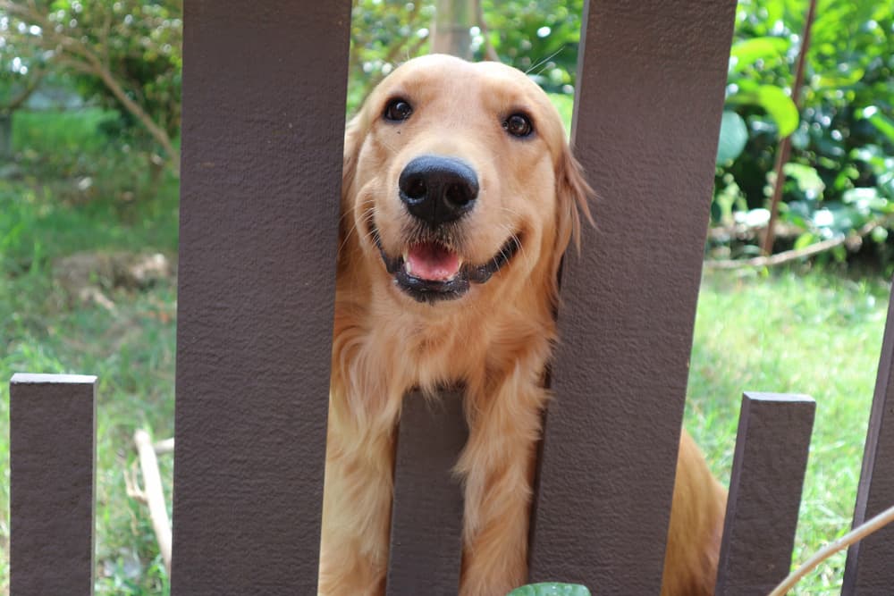 Golden Retriever looks out from gate