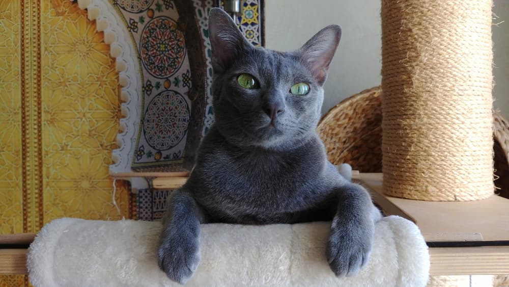 Korat cat laying against a scratching post