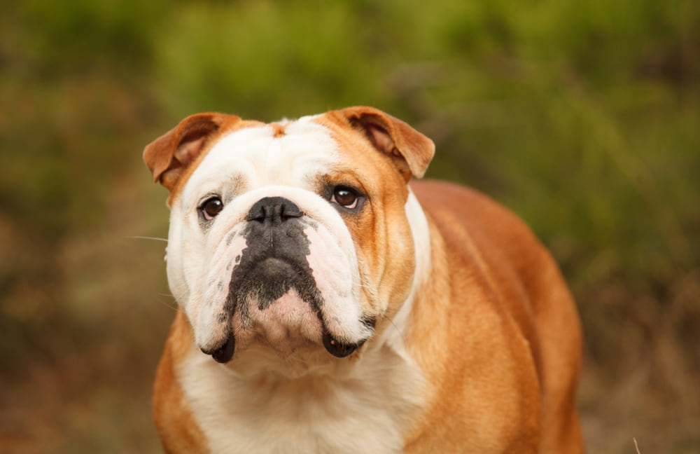 Closeup photo of Bulldog