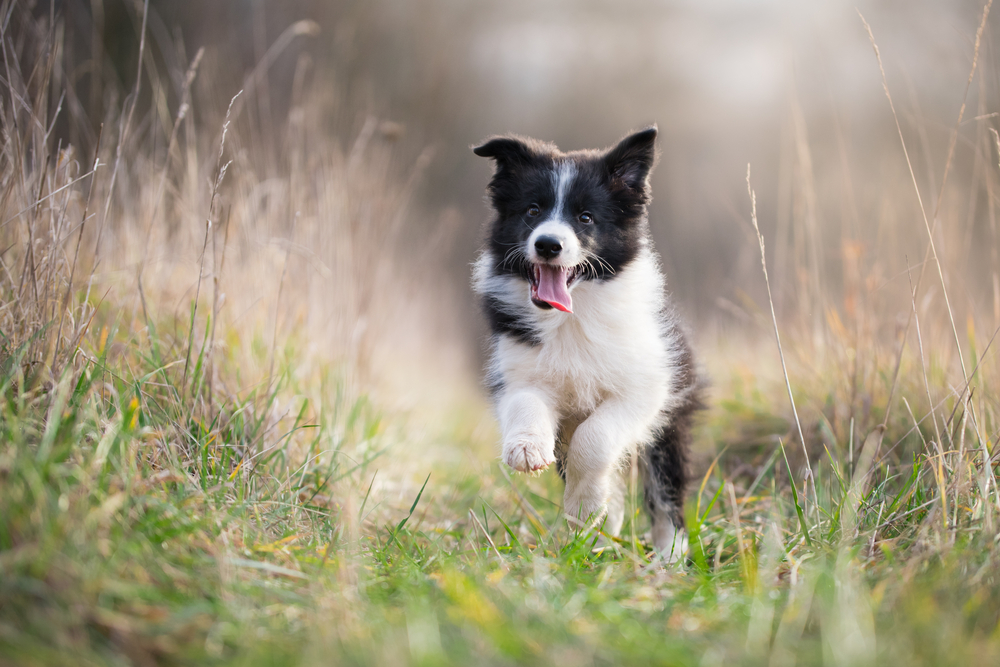 Border Collie puppy running outside