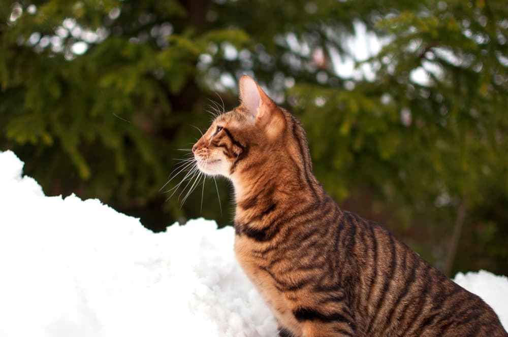 Adult Toyger cat in the snow