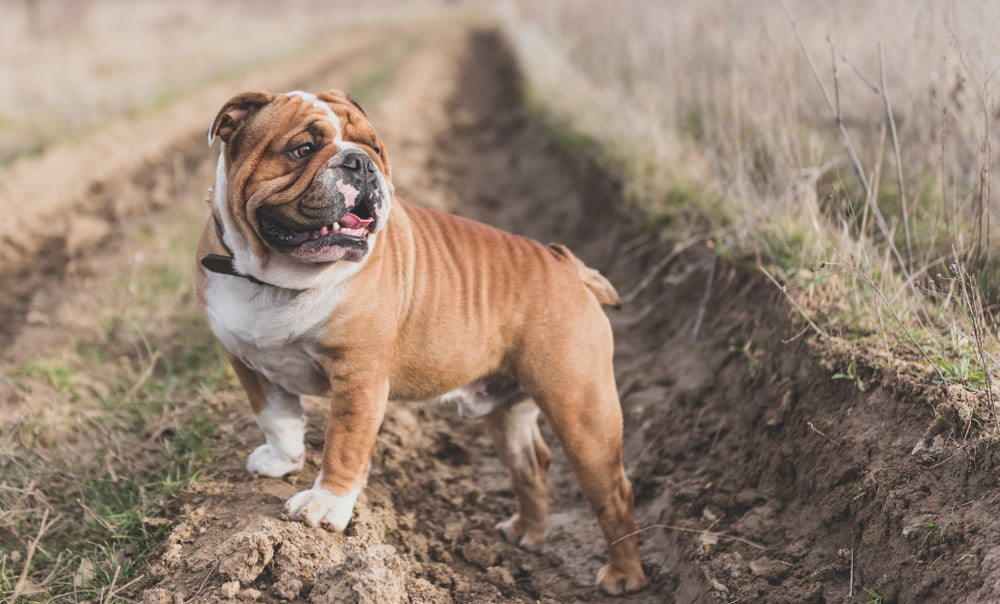 Bulldog in field