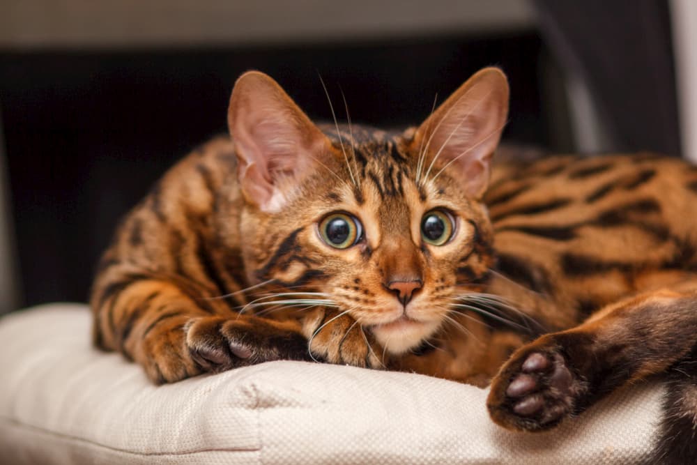 Bengal kitten cuddled up on a chair