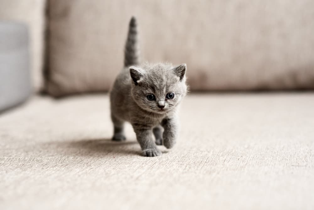 Kitten walking on the carpet