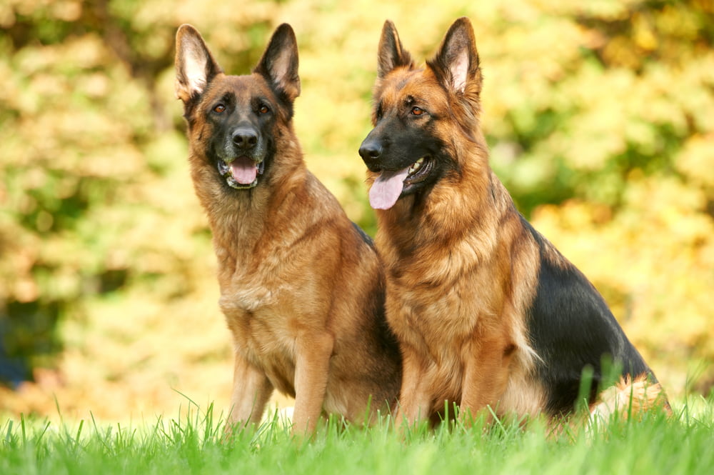 Two German Shepherd dogs