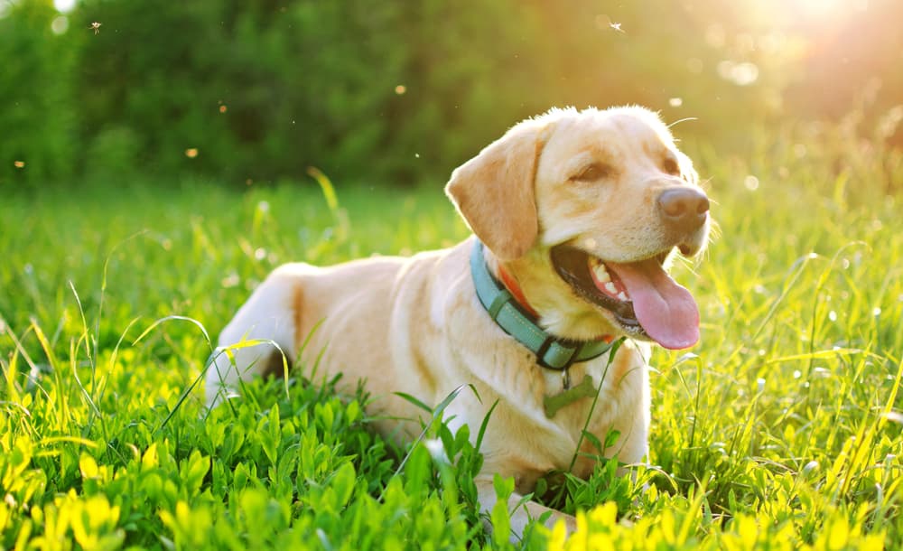 Heartworm Testing for Dogs: Why It’s Important