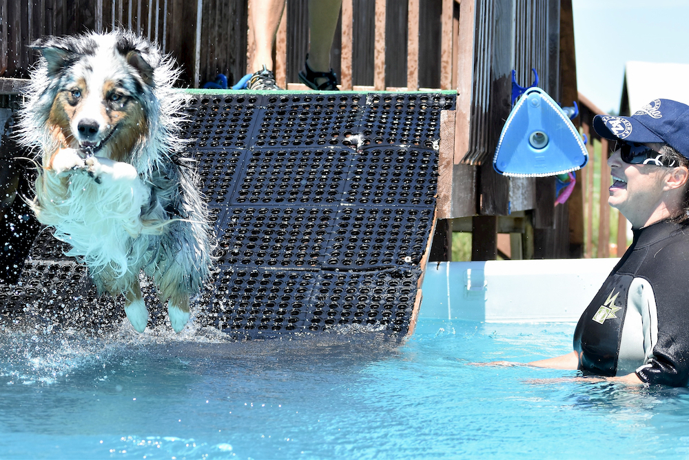 Dog jumping in a pool