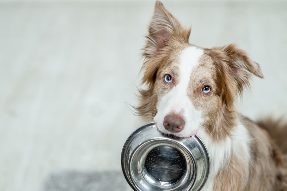 Dog holding empty bowl