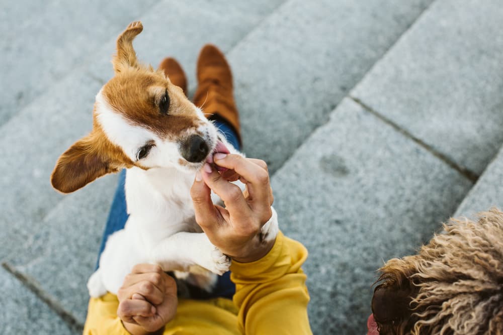 Dog taking food from owner's hand