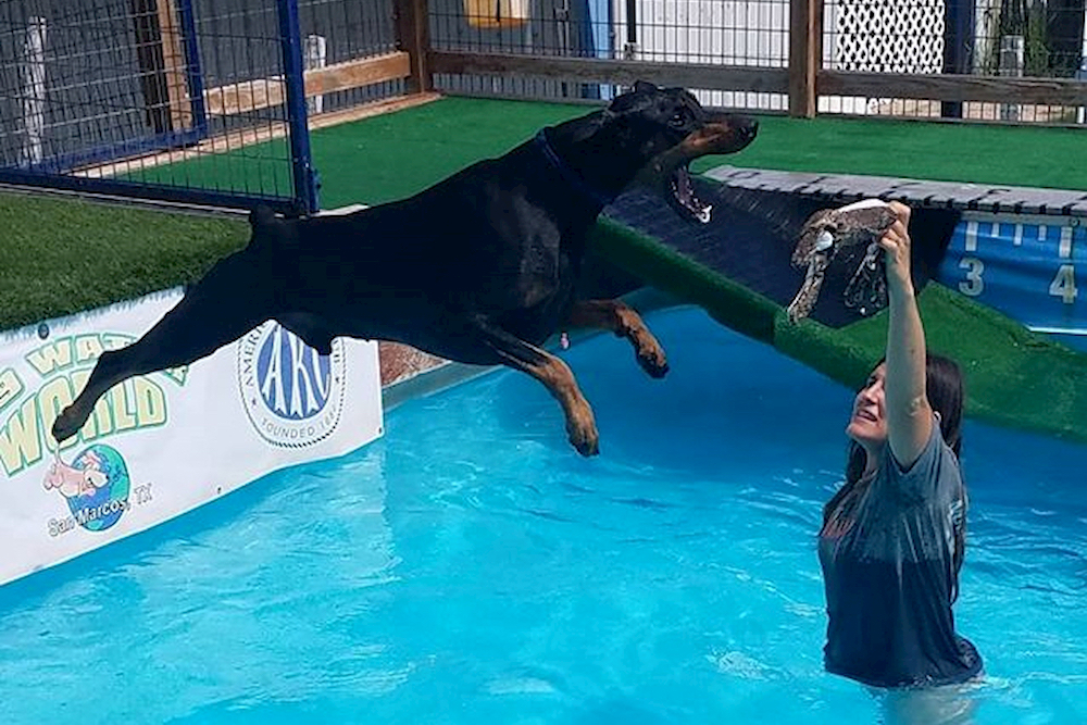 Dog jumping for something in a pool