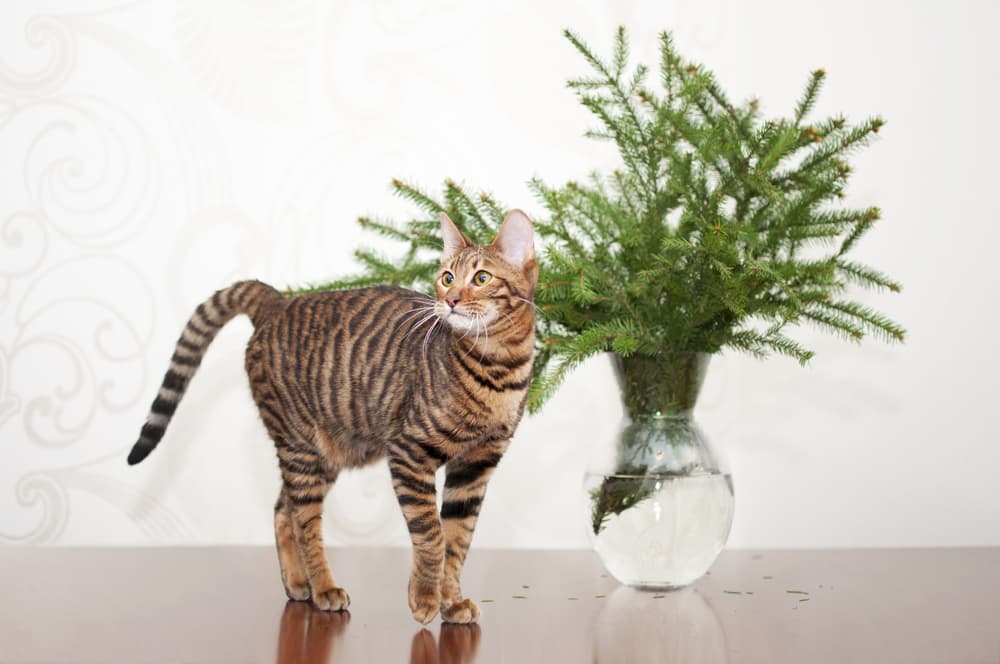 Toyger cat standing near a small plant
