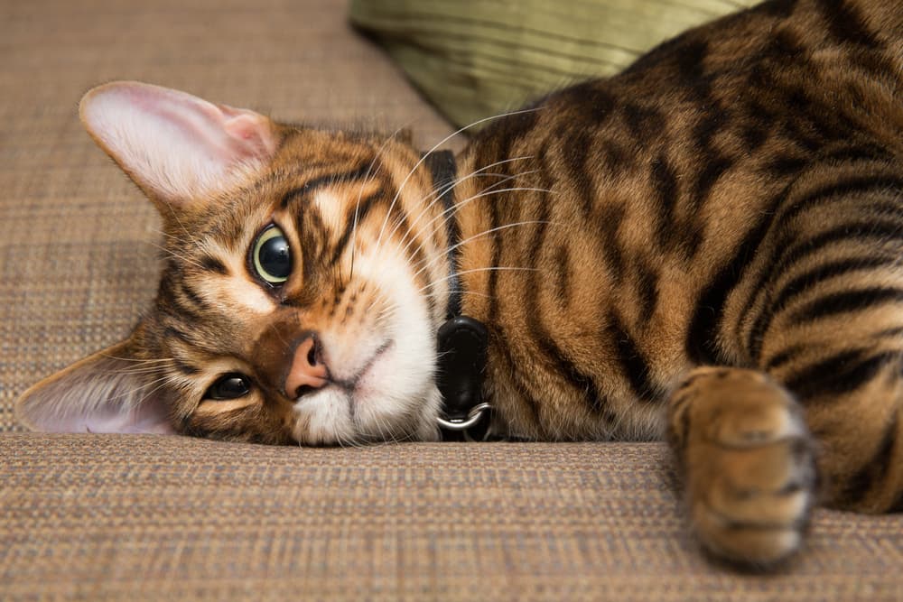 Toyger cat lounging on the sofa