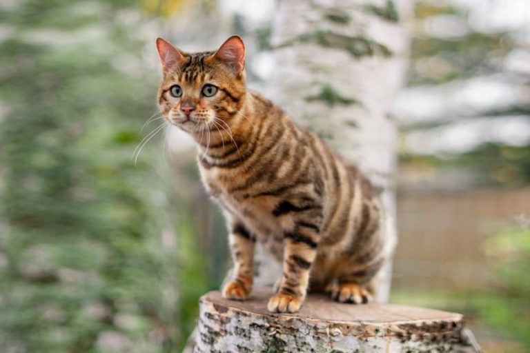 Toyger cat breed sitting on tree stump