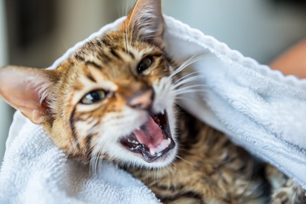 Toyger wrapped in towel after being groomed