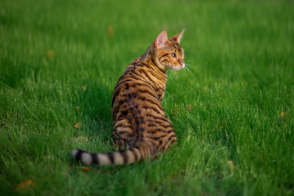 Toyger cat breed sitting in the grass