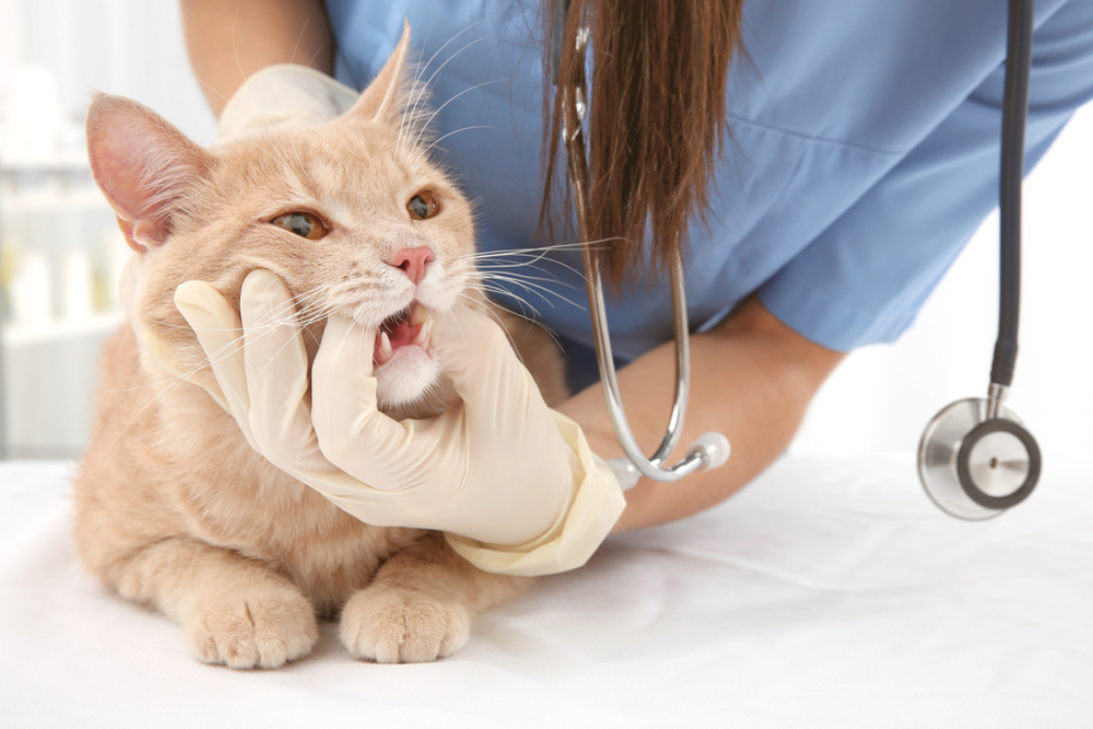 Unhealthy Cat Teeth: 6 Signs and How to Help