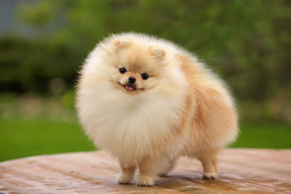 Pomeranian dog outside