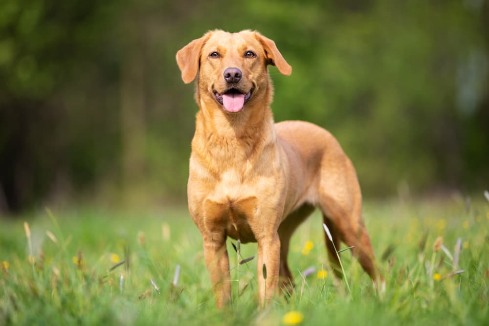 Labrador Reteiver dog in the meadow