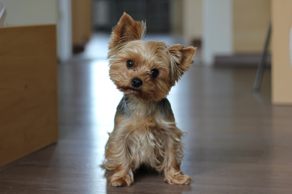 Yorkshire Terrier puppy at home