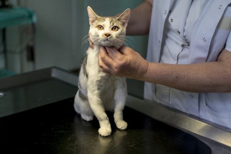 Veterinarian checking cat thyroid