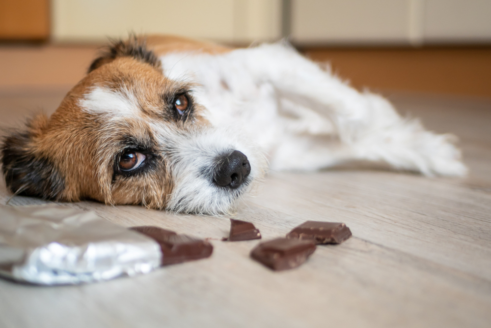 Why Is Chocolate Bad for Dogs?