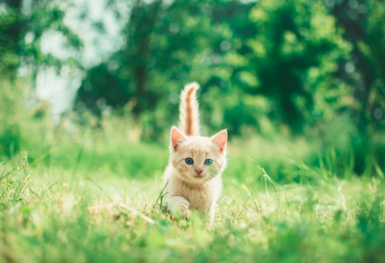 Orange kitten with blue eyes walking through grass on a sunny day/