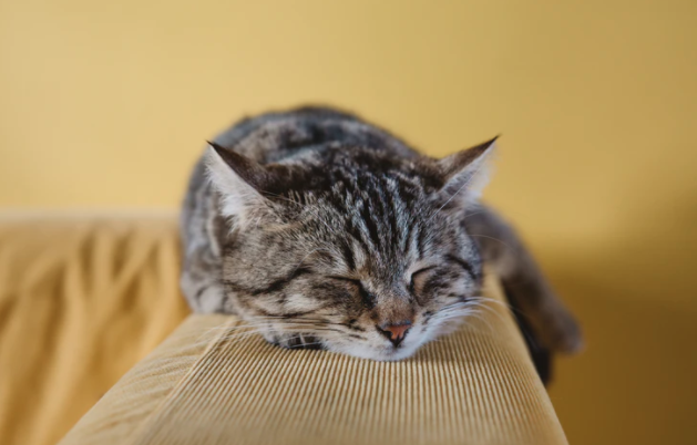 A brown cat sleeping on ledge of a tan couch with a yellow wall in the backdrop. 